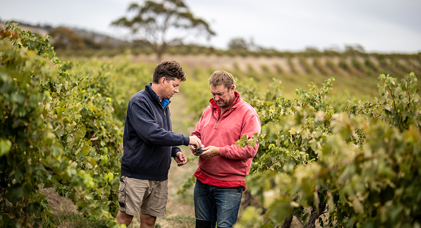 Matt Paulett Jarrad Steele Checking Grapes